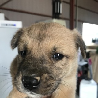 捨てられ、兄妹でがんばってきました。女の子C