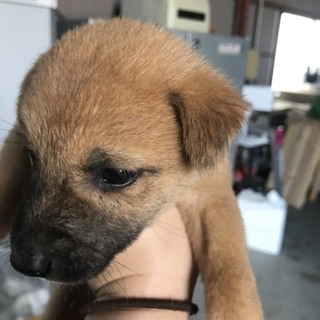 捨てられ兄妹でがんばってきました。男の子A