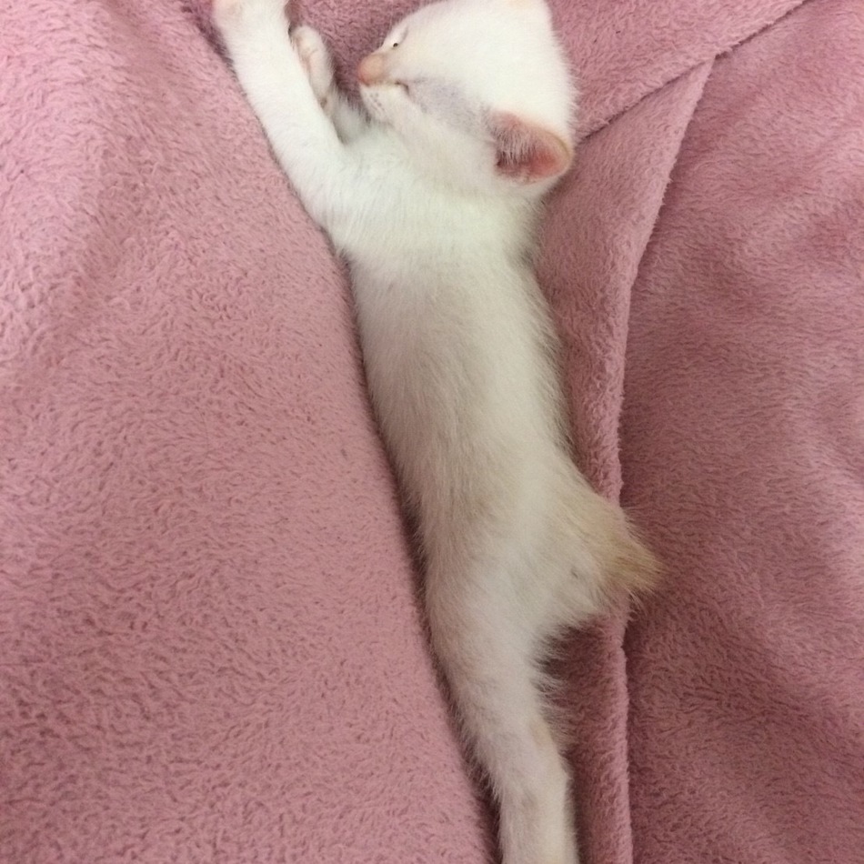 白のカバー写真