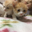急募！