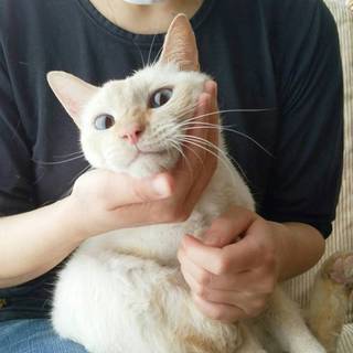 【品川発】とっても穏やかな優しいシロちゃん