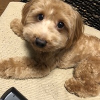 ヴーヴ