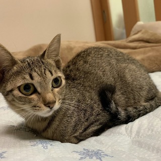 キジトラ☆ちぃちゃん