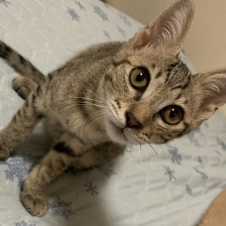 キジトラ☆しょうちゃん