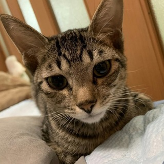 キジトラ☆男の子