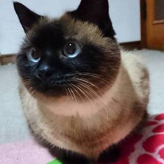 シャムMIXの女の子