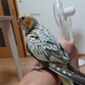 オカメインコ パール(ベタ慣れ)里親募集