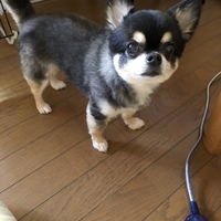 ココア