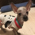 ノンと言います。もうすぐ１歳です。