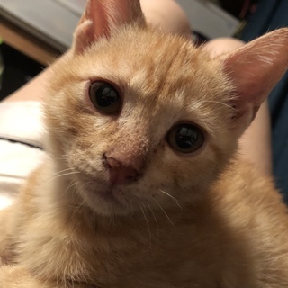 可愛い茶トラの兄妹です