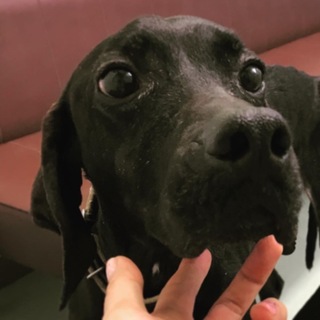 怖がりですが人が大好きなポインター★ジジ