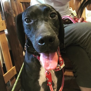 ツンデレで甘えん坊なポインター★ハイディ