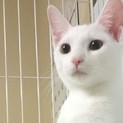 白猫女子「ようこ」元気すぎる冒険家！