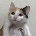 美形三毛子猫 お転婆の甘えん坊さん