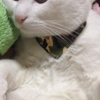 りょく