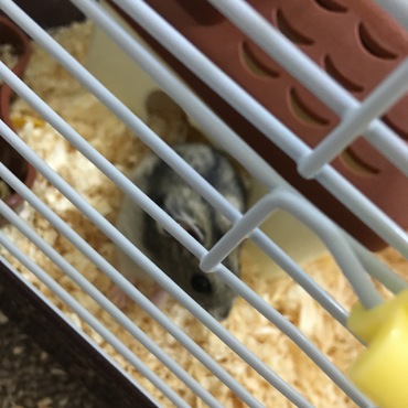 見づらいかもだけど、ハムスターです