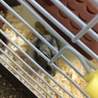 見づらいかもだけど、ハムスターです