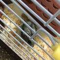 ハムスターの里親募集