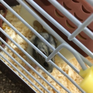 ハムスターの里親募集