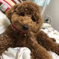 ここ