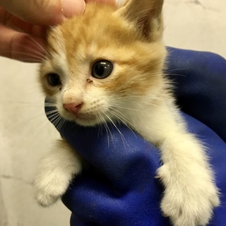 １〜２ヶ月程度の４兄妹が収容