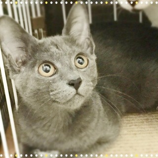 ロシアンブルー風♪仁愛（にいな）ちゃん