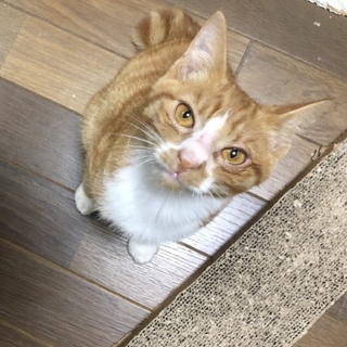 生後4ヶ月☆リクくん（茶トラ＋白）☆