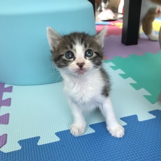 生後3ヶ月の子猫