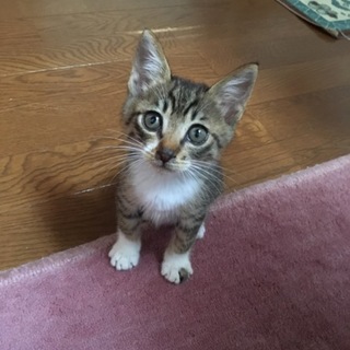 かわいいキジ白君です♫