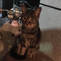 4ヶ月くらいの雌猫です。とっても人懐っこいです！