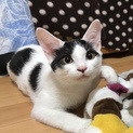 模様が個性的な白黒くん