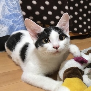 模様が個性的な白黒くん
