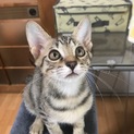 トラ模様のカッコいいイケニャンです