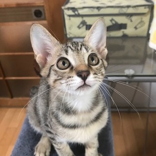 トラ模様のカッコいいイケニャンです