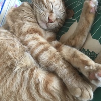 みーこ