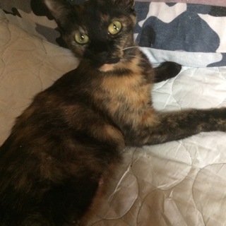 黒茶のまだら模様