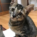 表情が可愛いキジトラ女の子