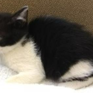 可愛い威嚇あります。収容期限10/9朝