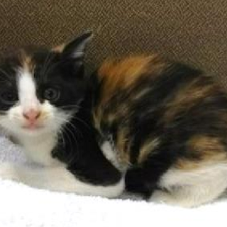 可愛い威嚇あります。収容期限10/9朝