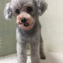 シルバーの男の子