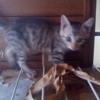 生後３か月子猫雄里親様募集。交通費不要です。