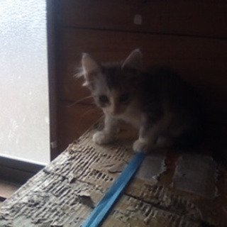 生後３か月鍵尾雄子猫里親様募集。交通費ご負担不要