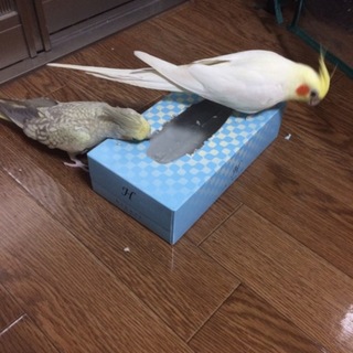 オカメインコ 二羽