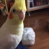 オカメインコ 二羽 サムネイル2