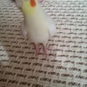 オカメインコ 二羽 サムネイル3