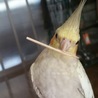 オカメインコ 二羽 サムネイル4