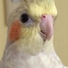 オカメインコ 二羽 サムネイル5