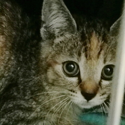 古民家カフェで　『ねこの幸せさがし』　譲渡会 サムネイル3