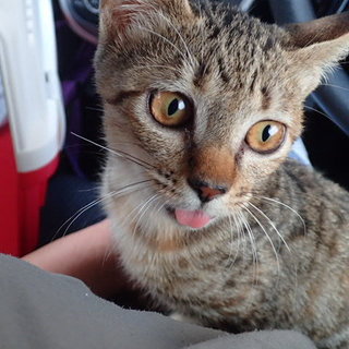 ⭐︎招福万来⭐︎　キジトラしゃんしゃん　だよ〜