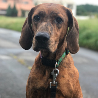 プロットハウンド超可愛い女の子、ナナ(^.^)